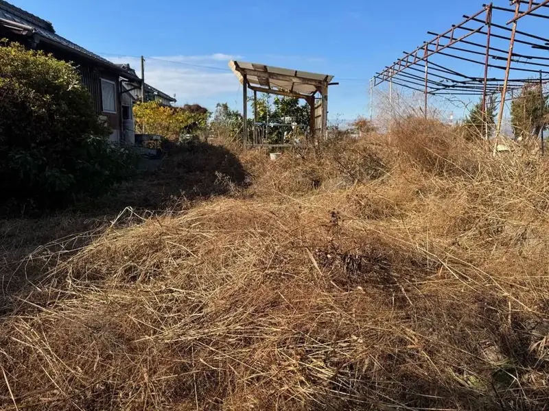 枯れ草が広がった庭の草刈り（BEFORE）