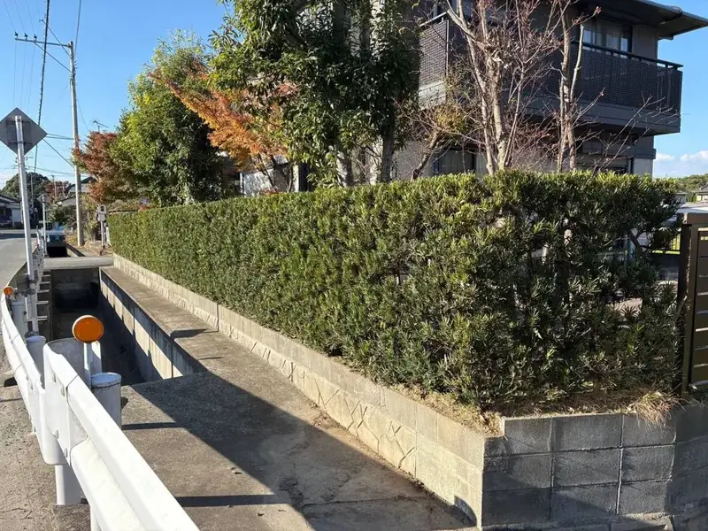 生垣の剪定（AFTER）